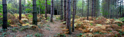 Forest Panorama