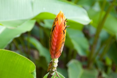 ... closed Bird of Paradise