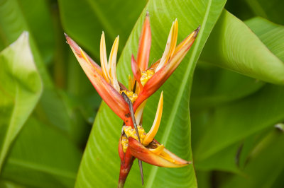 ... open Bird of Paradise