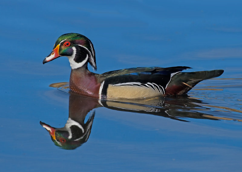 Wood Duck, Half Moon Bay