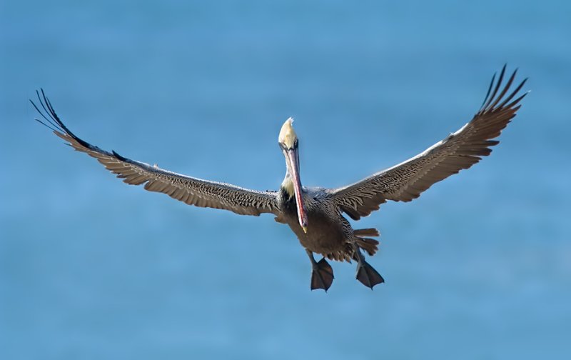 Brown Pelican, ready to land