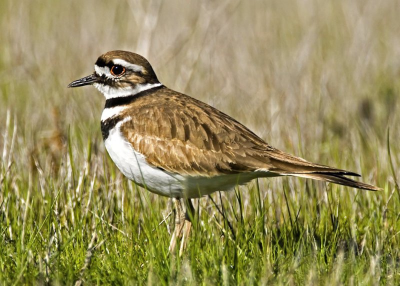 Killdeer, Baylands