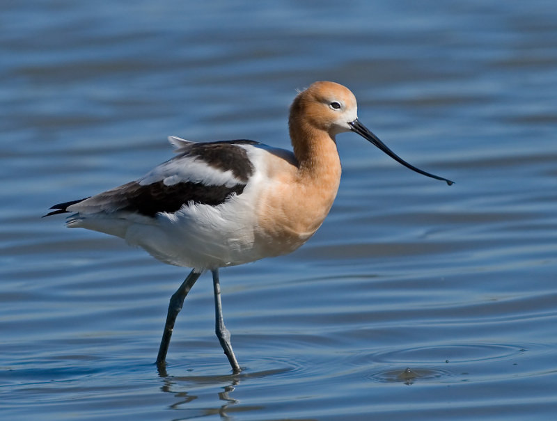 American Avocet, Baylands