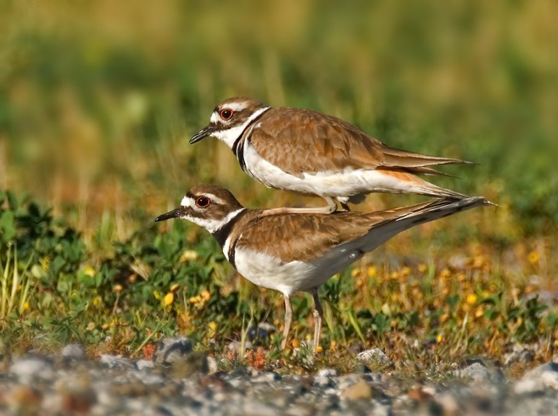 Killdeers, Mating, Baylands