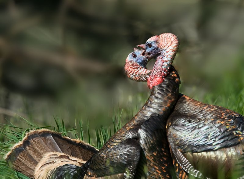 Fighting male Turkeys