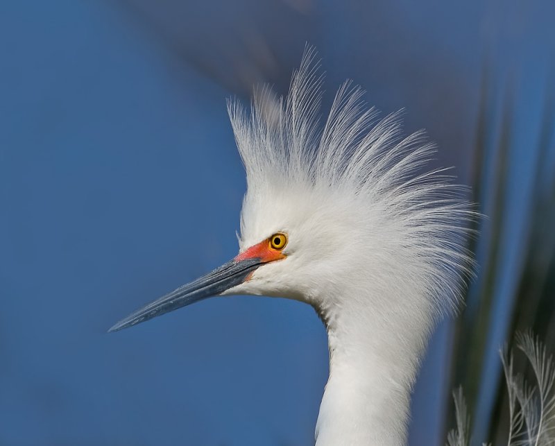 Snowy Egret, Baylands