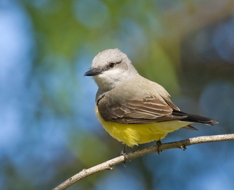 Western Kingbird, Ed Levin