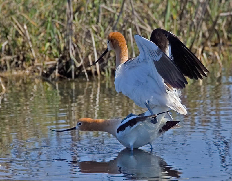 American Avocets, Baylands