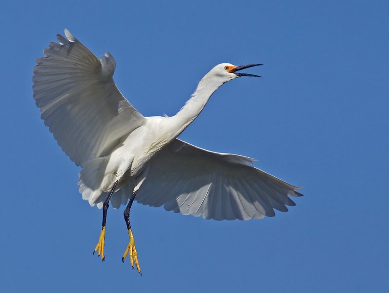 Snowy Egret, Baylands