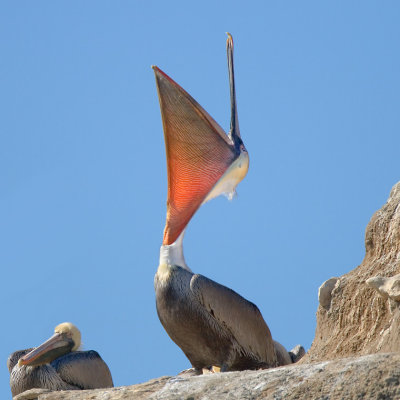 Brown Pelicans, Natural bridges State Park