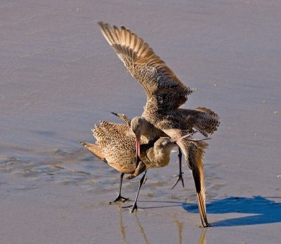Marbled Godwits, Fighting