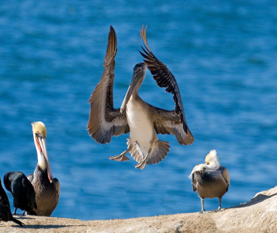 Brown Pelican, Santa Cruz