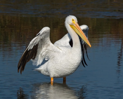 White Pelican, Charleston Slough