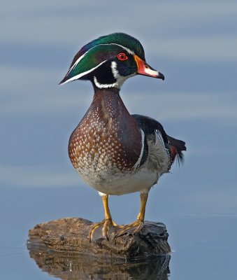 Wood Duck, Half Moon Bay