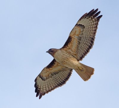 Red-tailed Hawk, Moss Beach