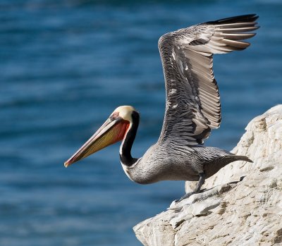 Brown Pelican, Santa Cruz