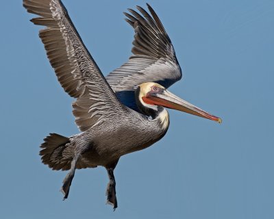 Brown Pelican, Carmel