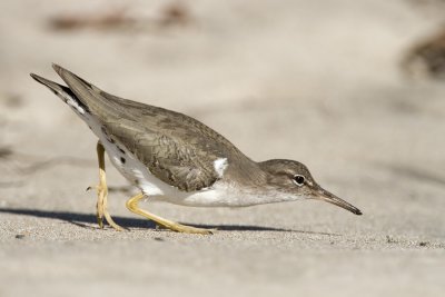 Spotted Sandpiper, Santa Barbara