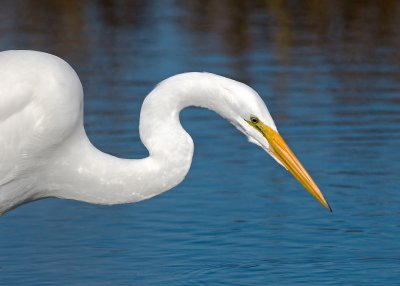 Great Egret, Baylands