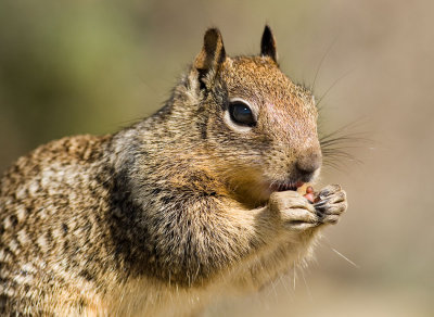 Ground Squirrel, Pt.Lobos