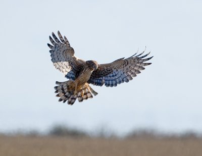 Northern Harrier, Baylands