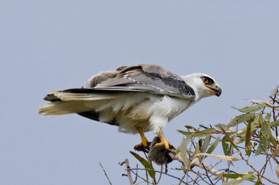 White tailed Kite eating lunch