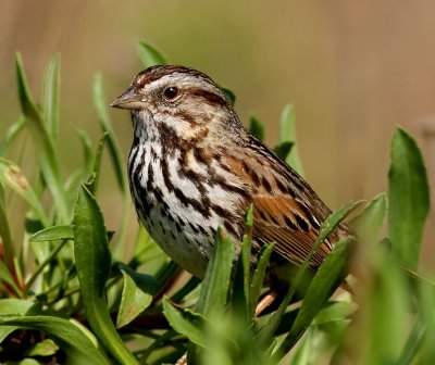 Song Sparrow, Baylands