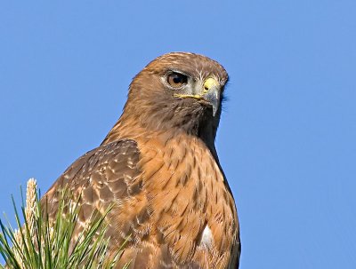 Red-shouldered Hawk, Ed Levin