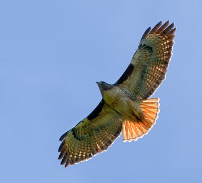 Red-tailed Hawk, Ed Levin