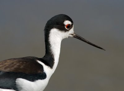 Black-necked Stilt, Baylands