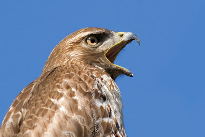 Red-tailed Hawk, Ed Levin
