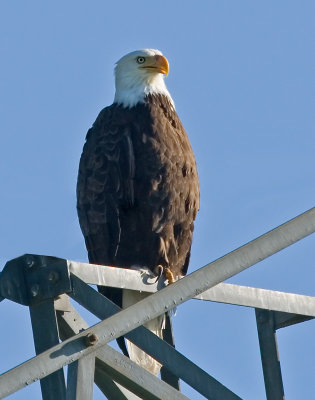 Bald Eagle, Calaveras Reservoir