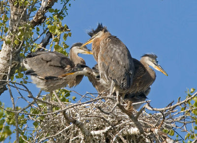 Great Blue Herons, Coyote Creek