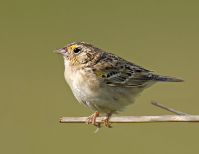 Grasshopper Sparrow, Ed Levin