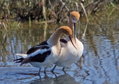 American Avocets, Baylands