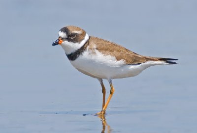 Semipalmated Plover, Moss Landing