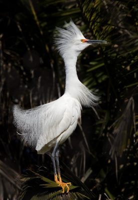 Snowy Egret, Baylands