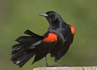 Red-winged Blackbird, Baylands