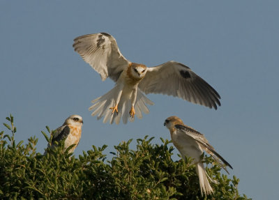 White Tail Kites, Arastradero