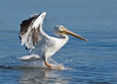 White Pelican, Charleston Slew