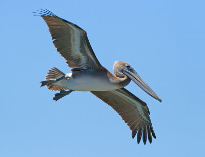 Brown Pelican, Santa Cruz