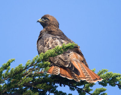 Red-tailed Hawk, Half Moon Bay