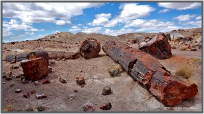 Petrified Forest National Park