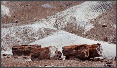 Petrified Forest National Park