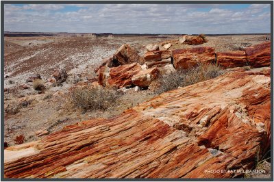 Petrified Forest National Park
