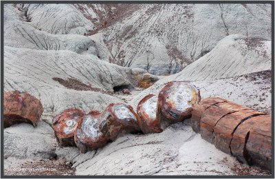 Petrified Forest National Park