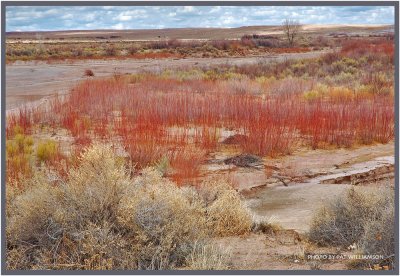 Colors of nature (4)