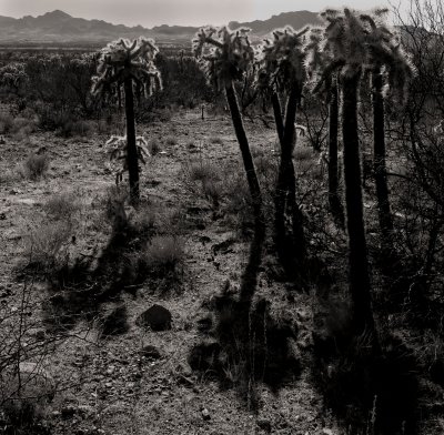Tucsonmlh.jpg
