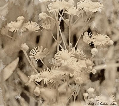 Just Weeds - IR Plus