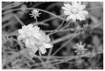 Coriopsis - IR